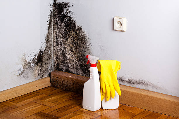 Best Mold Damage Repair  in Vinita Park, MO